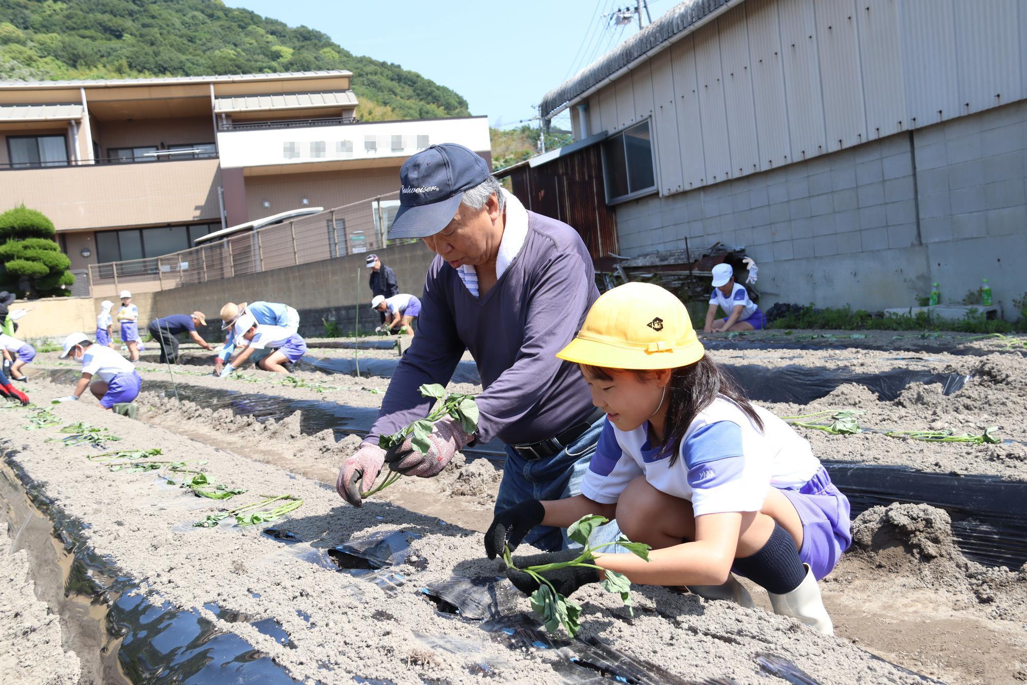 サツマイモの植え付けの指導を受ける