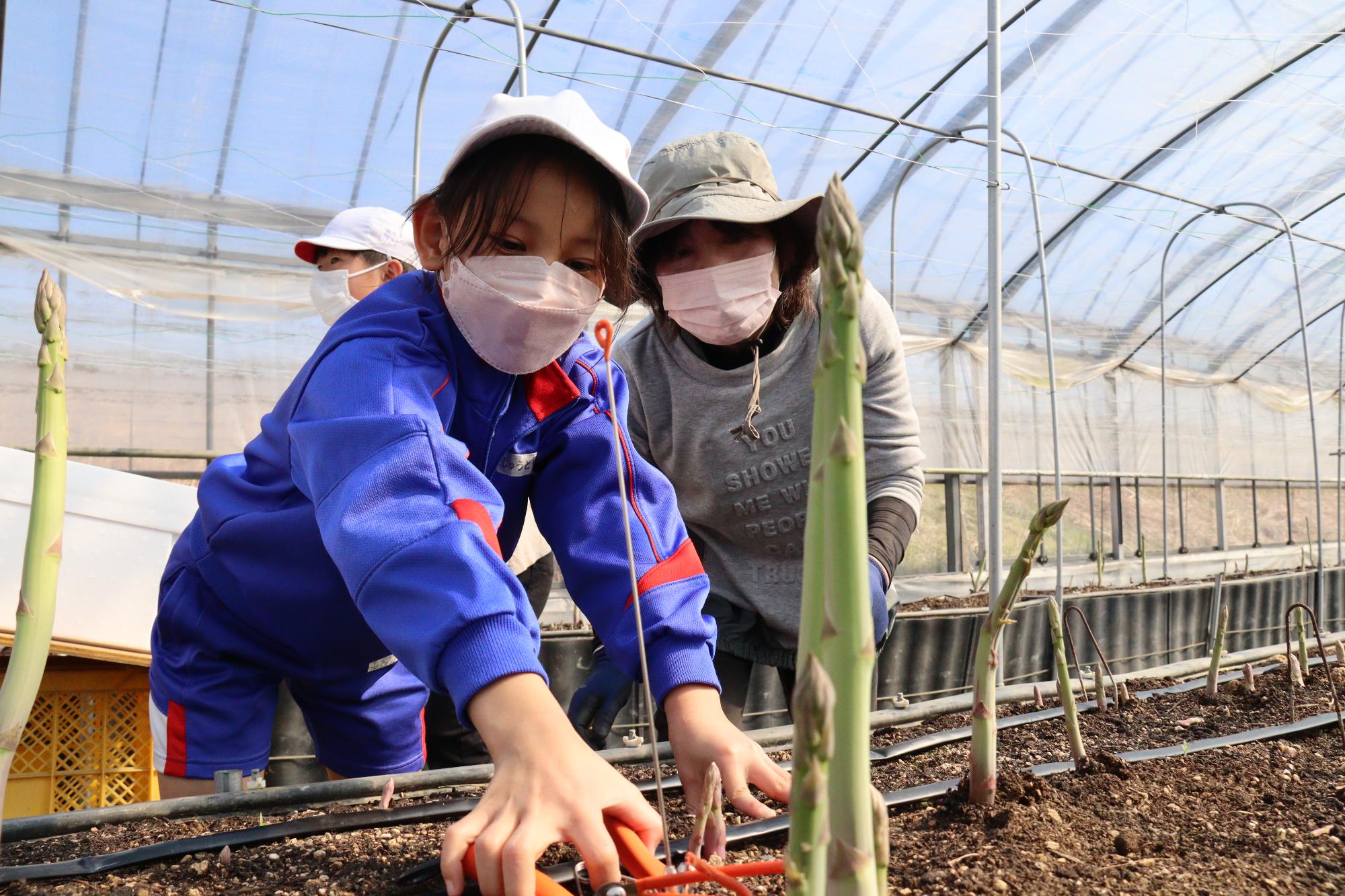 アスパラ収穫体験（笠田小学校）