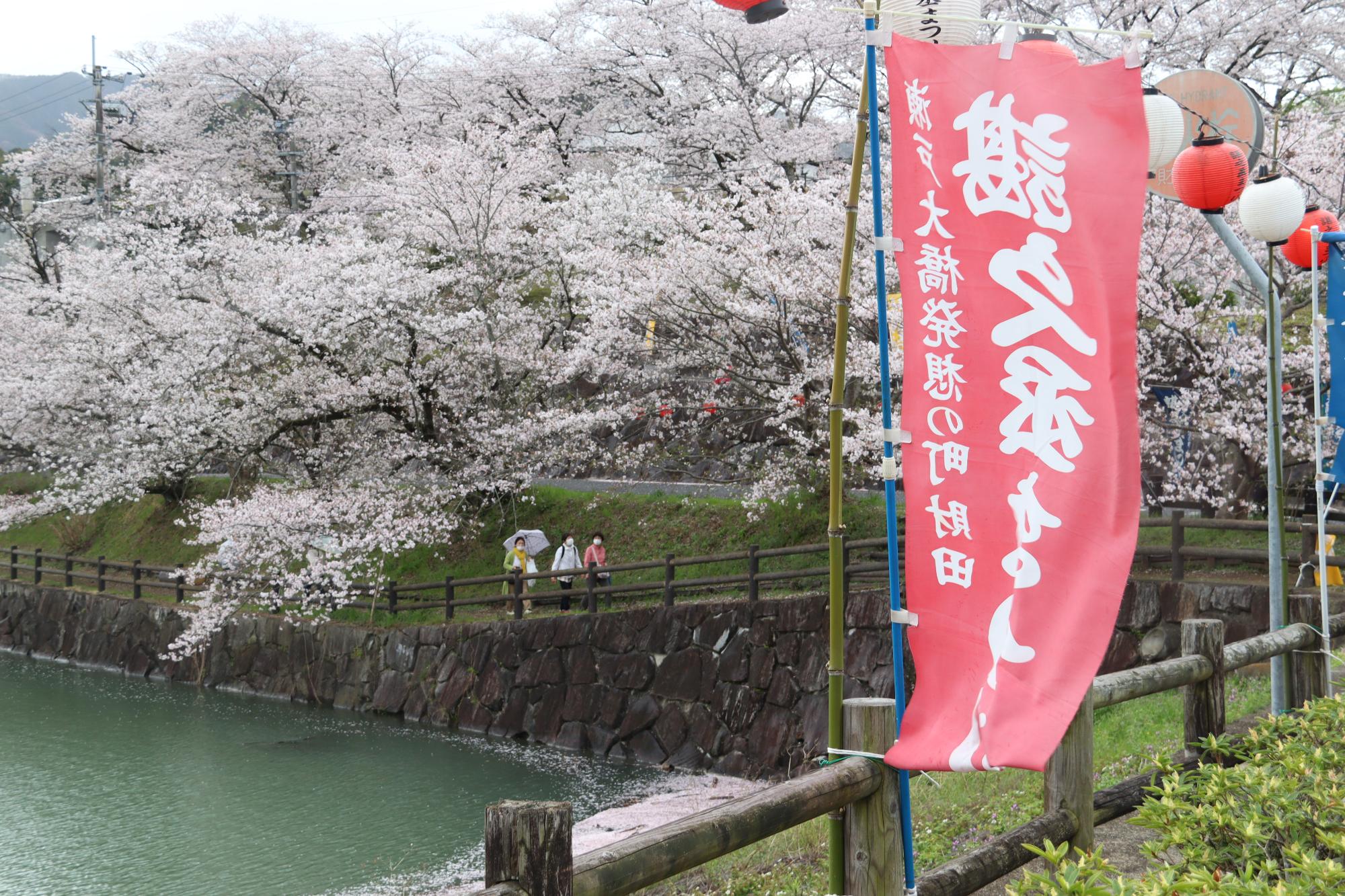 満開の桜のしたで散歩を楽しみます