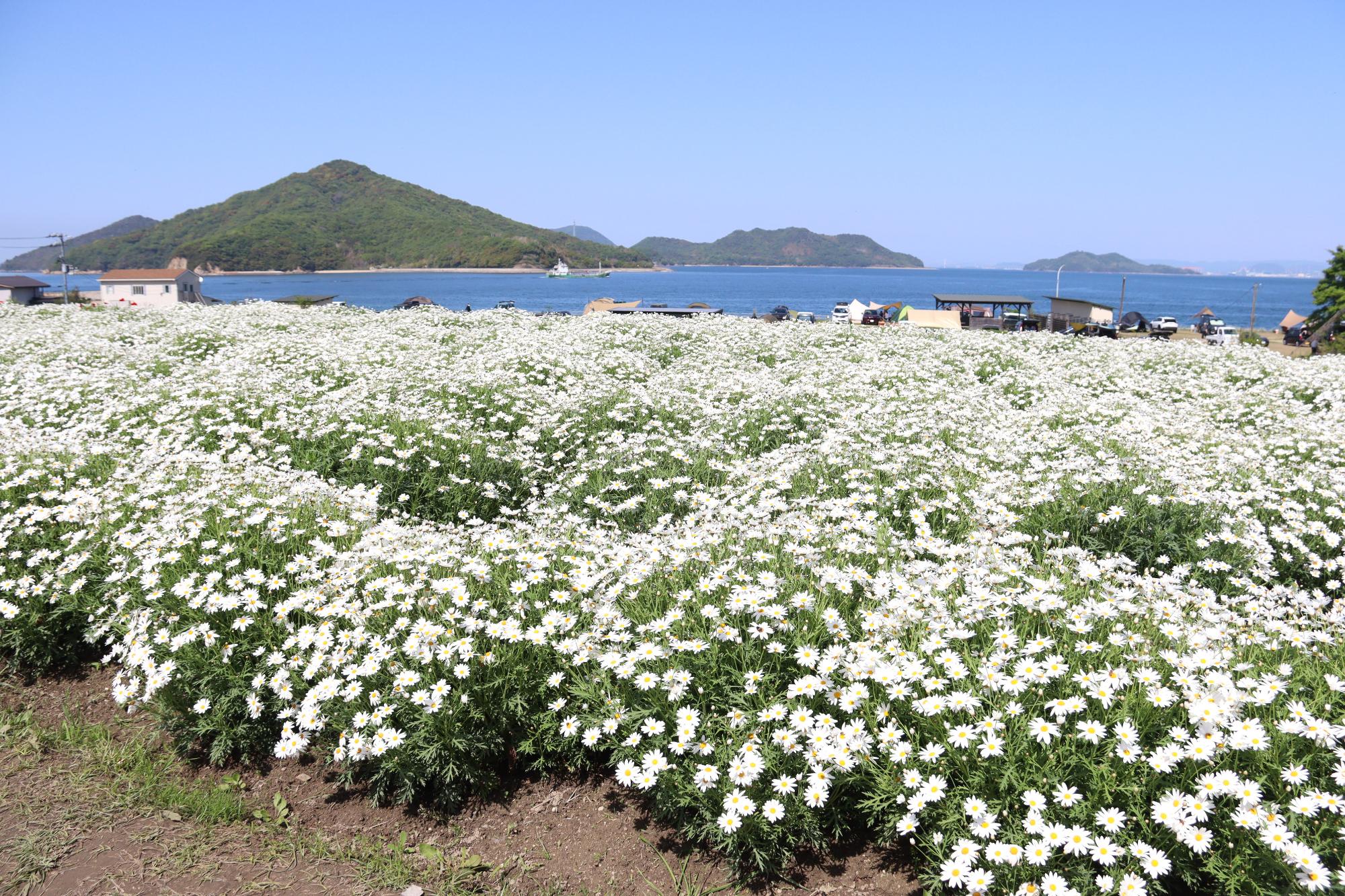 フラワーパーク浦島開花シーズン