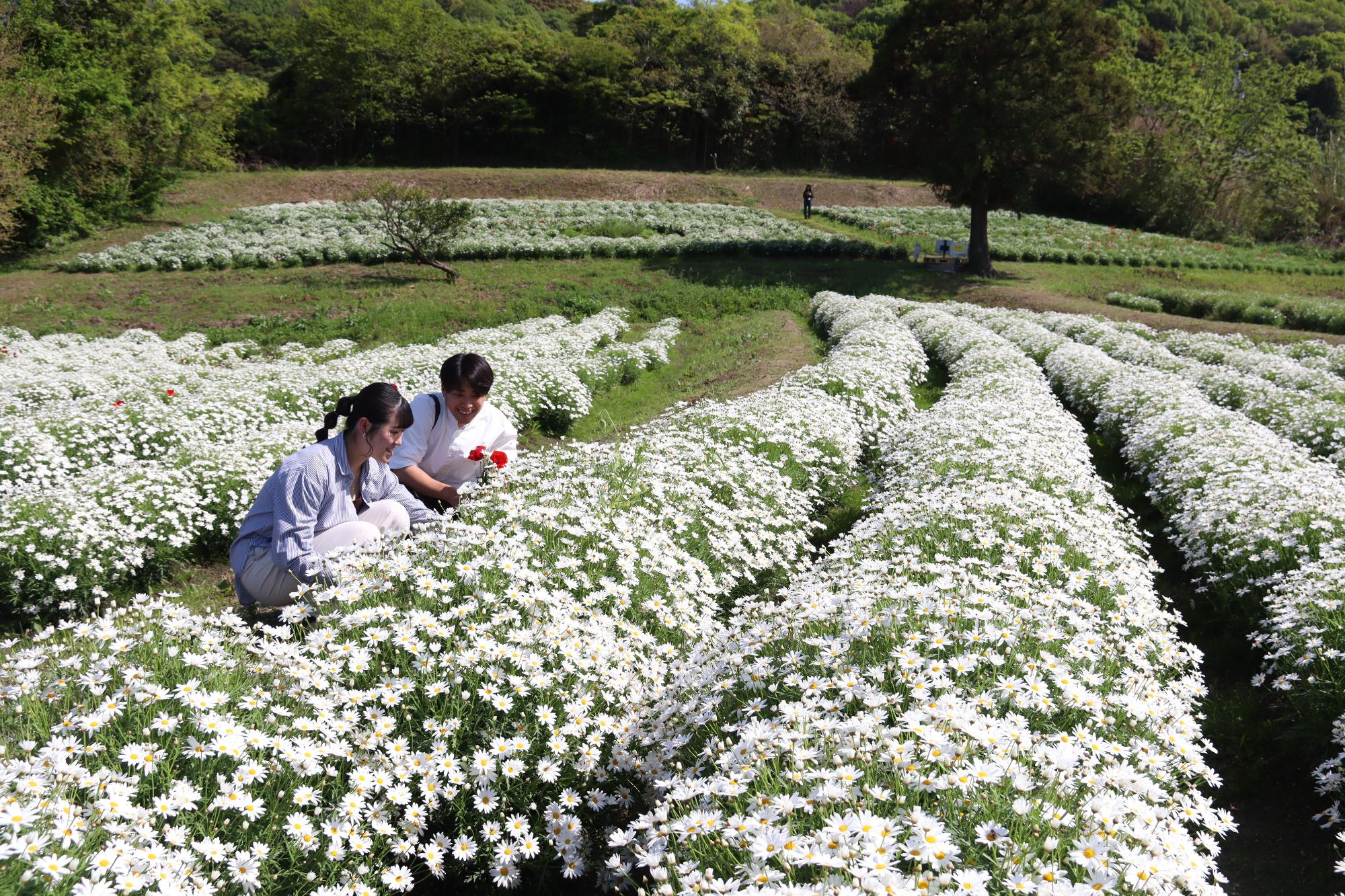 フラワーパーク浦島開花シーズン