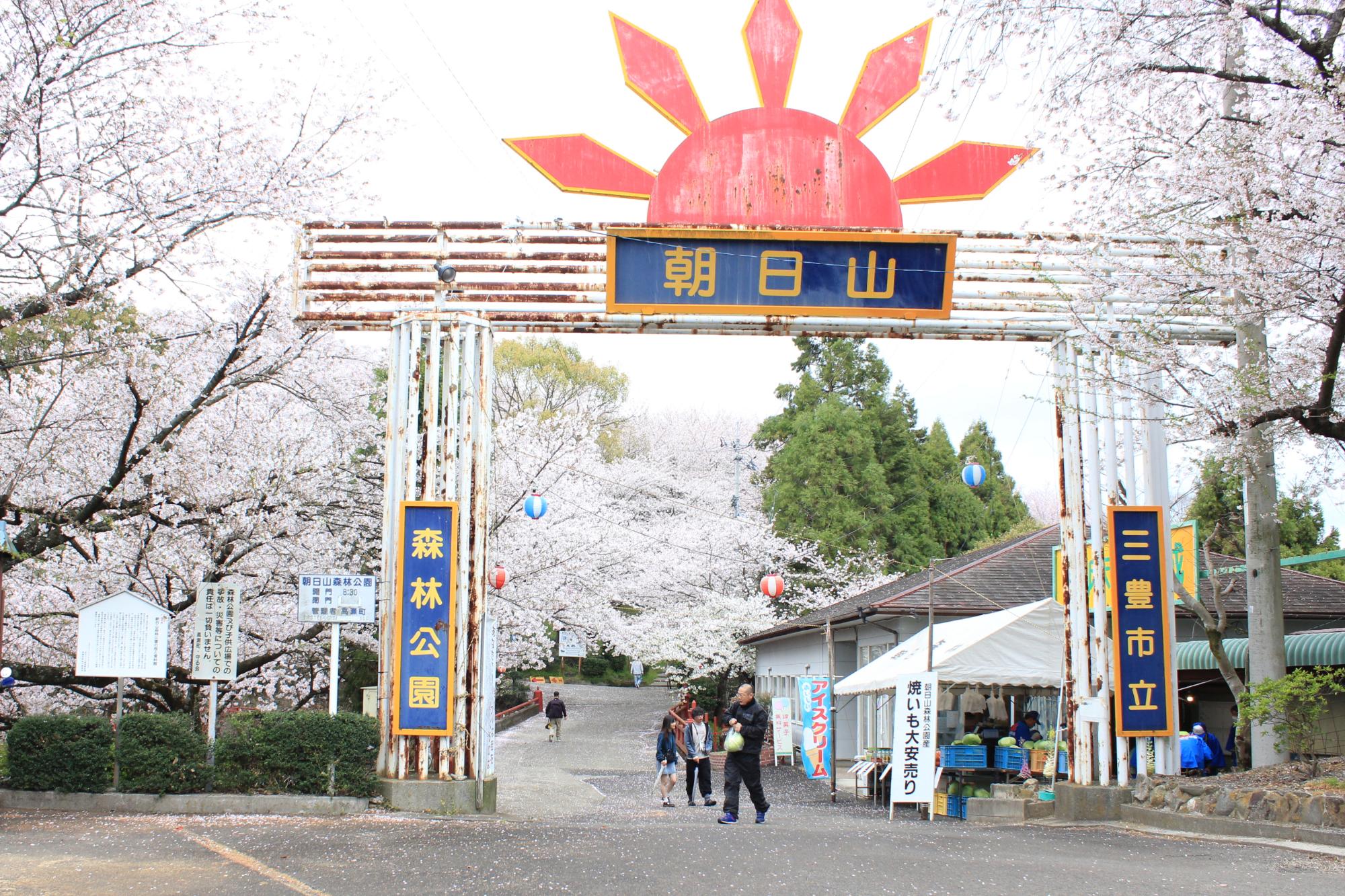 朝日山を彩る満開の桜
