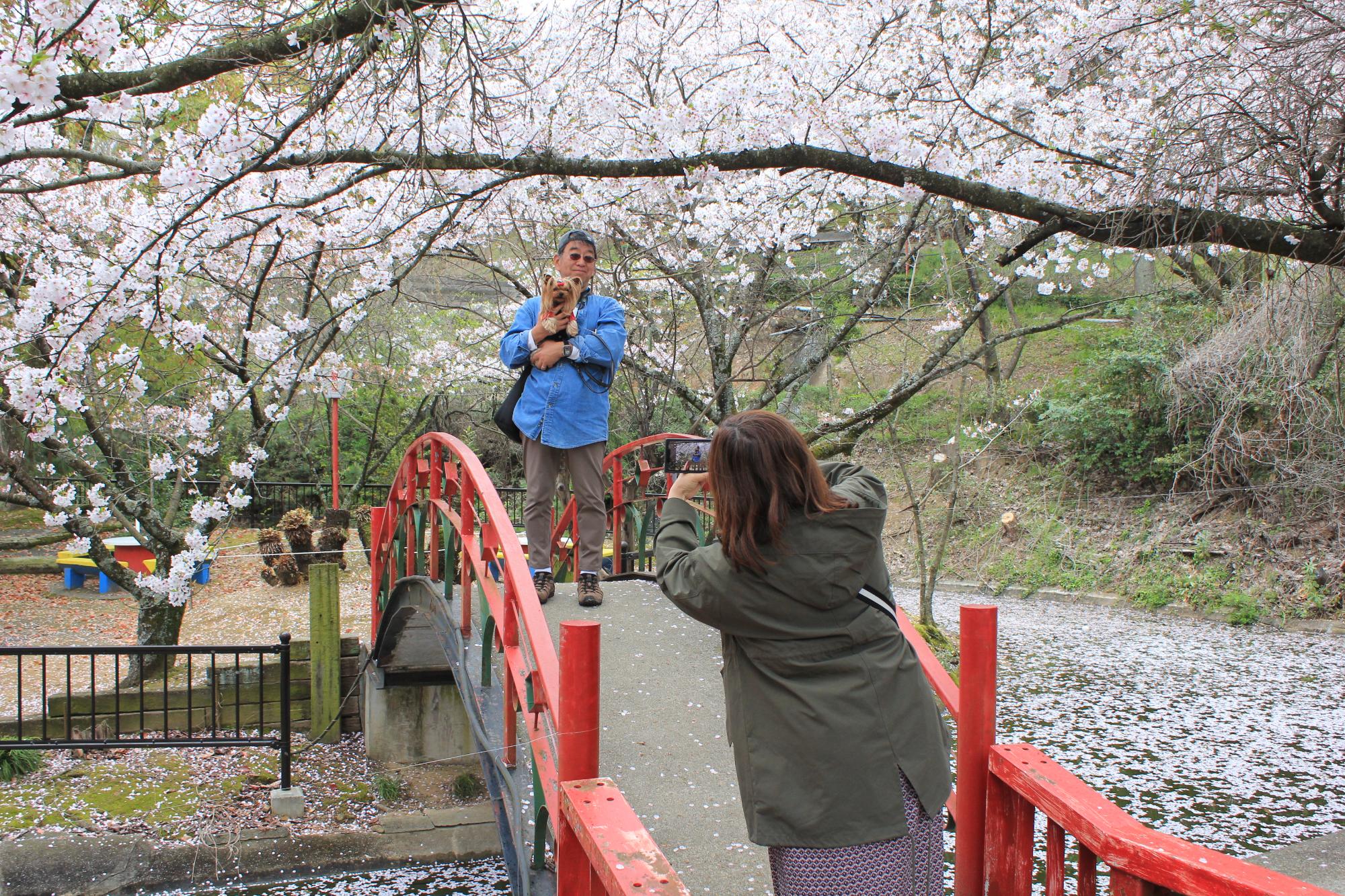 それぞれに桜を楽しむ観光客